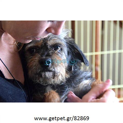 Δίνεται για υιοθεσία - χαρίζεται ημίαιμη σκυλίτσα Yorkshire Terrier - Γιορκσάιρ Τεριέ – Γιόρκι
