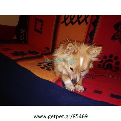 Δίνεται για υιοθεσία - χαρίζεται σκυλάκος Pomeranian - Πομεράνιαν