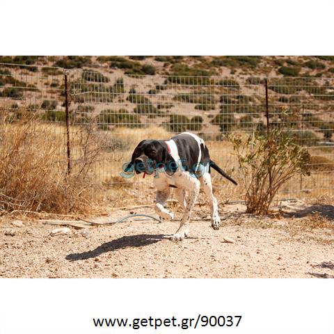 Δίνεται για υιοθεσία - χαρίζεται ημίαιμος σκυλάκος Pointer - Πόιντερ