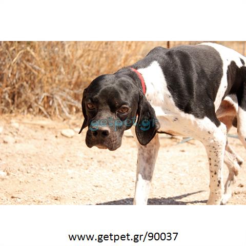 Δίνεται για υιοθεσία - χαρίζεται ημίαιμος σκυλάκος Pointer - Πόιντερ