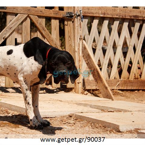 Δίνεται για υιοθεσία - χαρίζεται ημίαιμος σκυλάκος Pointer - Πόιντερ