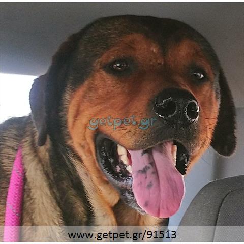 Δίνεται για υιοθεσία - χαρίζεται σκυλάκος Presa Canario - Πρέσα Κανάριο