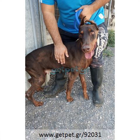 Δίνεται για υιοθεσία - χαρίζεται σκυλίτσα Doberman - Ντόμπερμαν