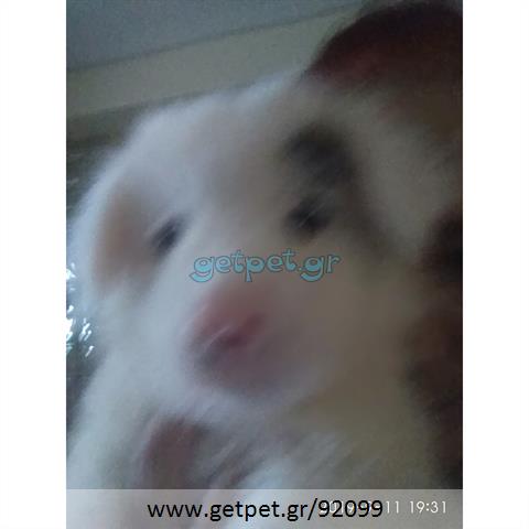 Δίνεται για υιοθεσία - χαρίζεται ημίαιμος σκυλάκος Pomeranian - Πομεράνιαν