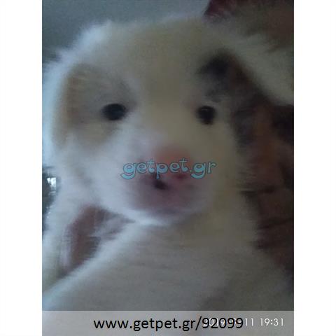Δίνεται για υιοθεσία - χαρίζεται ημίαιμος σκυλάκος Pomeranian - Πομεράνιαν
