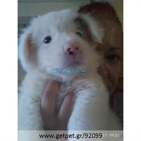 Δίνεται για υιοθεσία - χαρίζεται ημίαιμος σκυλάκος Pomeranian - Πομεράνιαν