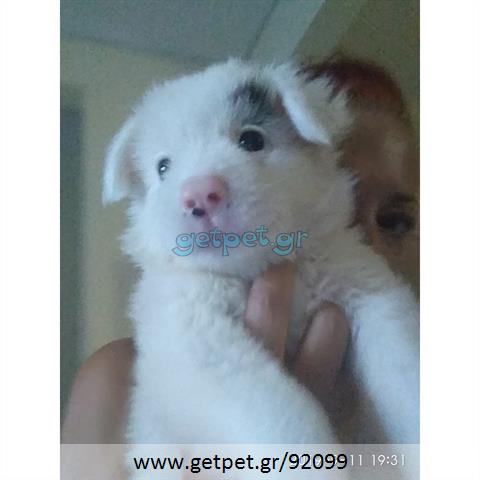 Δίνεται για υιοθεσία - χαρίζεται ημίαιμος σκυλάκος Pomeranian - Πομεράνιαν