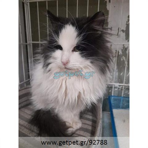 Δίνεται για υιοθεσία - χαρίζεται γάτος Norwegian Forest Cat - Γάτα Νορβηγικού Δάσους