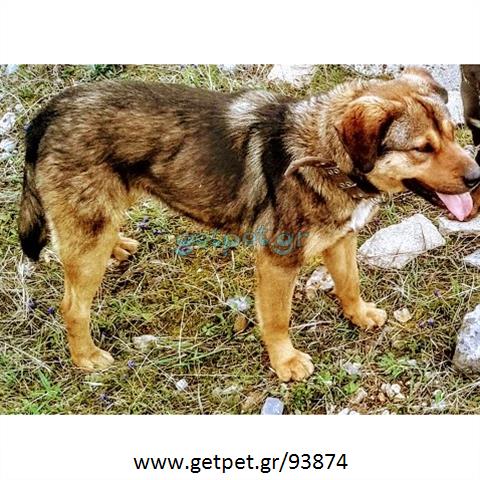 Δίνεται για υιοθεσία - χαρίζεται ημίαιμη σκυλίτσα Greek Sheepdog - Ελληνικός Ποιμενικός