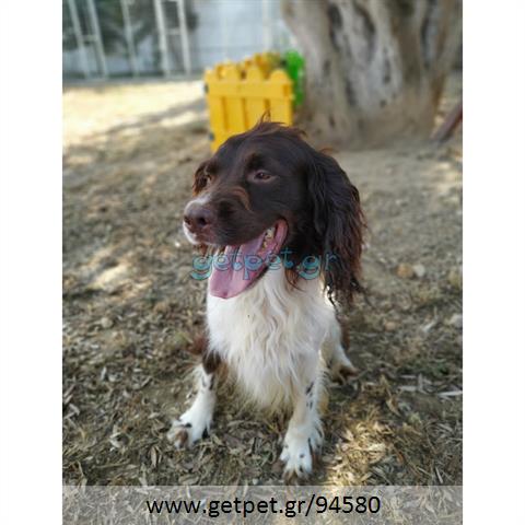 Δίνεται για υιοθεσία - χαρίζεται σκυλάκος English Springer Spaniel - Σπρίνγκερ Σπάνιελ