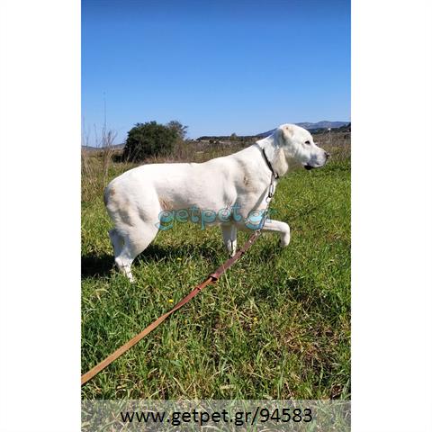 Δίνεται για υιοθεσία - χαρίζεται σκυλίτσα Central Asian Shepherd - Ποιμενικός Κεντρ. Ασίας