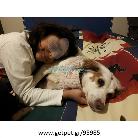Δίνεται για υιοθεσία - χαρίζεται ημίαιμη σκυλίτσα Epagneul Breton - Έπανιέλ Μπρετόν