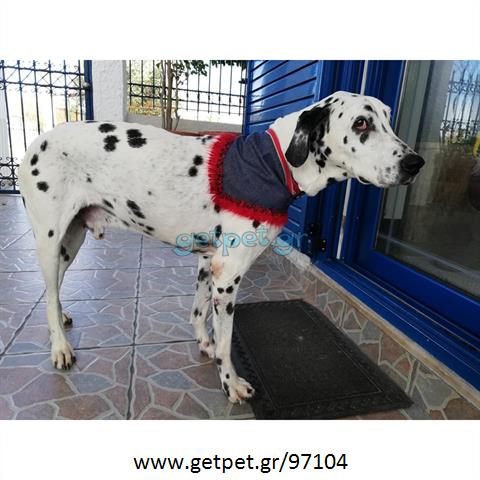 Δίνεται για υιοθεσία - χαρίζεται σκυλάκος Dalmatian -Δαλματίας