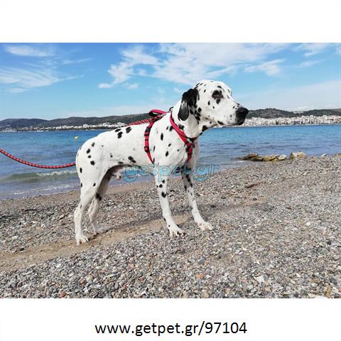 Δίνεται για υιοθεσία - χαρίζεται σκυλάκος Dalmatian -Δαλματίας