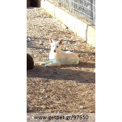 Δίνεται για υιοθεσία - χαρίζεται σκυλάκος Canadian White Shepherd Dog - Καναδέζικο Λυκόσκυλο