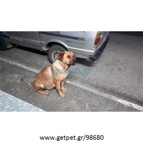 Δίνεται για υιοθεσία - χαρίζεται ημίαιμη σκυλίτσα Bull Mastiff - Μπουλ Μαστίφ 
