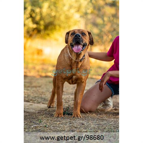 Δίνεται για υιοθεσία - χαρίζεται ημίαιμη σκυλίτσα Bull Mastiff - Μπουλ Μαστίφ 