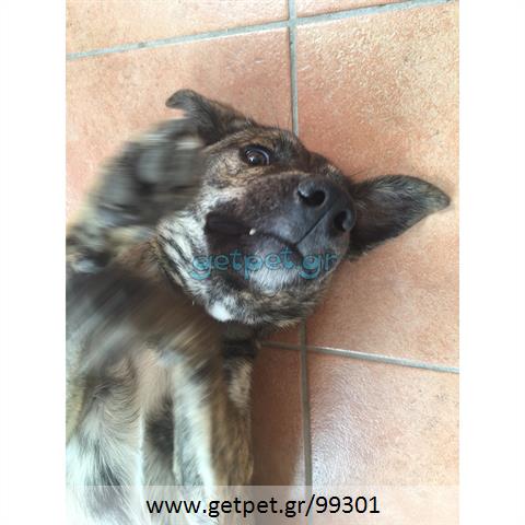 Δίνεται για υιοθεσία - χαρίζεται ημίαιμη σκυλίτσα Dutch Shepherd - Ολλανδικό Ποιμενικό
