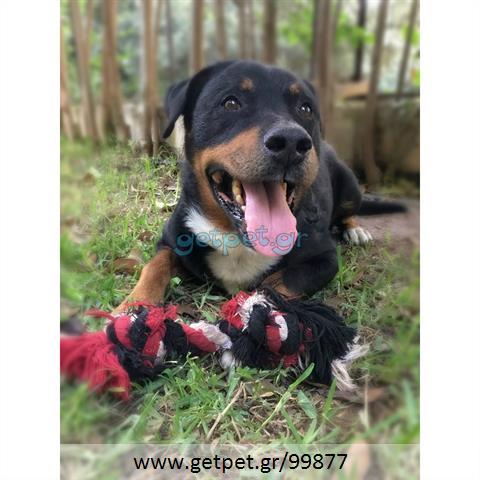 Δίνεται για υιοθεσία - χαρίζεται σκυλάκος Rottweiler - Ροτβάιλερ