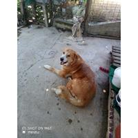 Δίνεται για υιοθεσία - χαρίζεται σκυλίτσα Central Asian Shepherd - Ποιμενικός Κεντρ. Ασίας