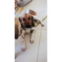 Δίνεται για υιοθεσία - χαρίζεται ημίαιμος σκυλάκος Epagneul Breton - Έπανιέλ Μπρετόν