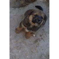 Δίνεται για υιοθεσία - χαρίζεται ημίαιμη σκυλίτσα Akita Inu - Ακίτα