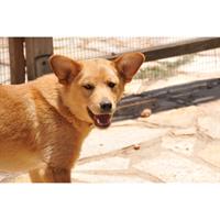 Δίνεται για υιοθεσία - χαρίζεται ημίαιμος σκυλάκος Akita Inu - Ακίτα