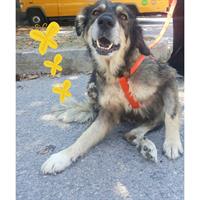 Δίνεται για υιοθεσία - χαρίζεται σκυλίτσα Tibetan mastiff – Θιβετιανό Μαστίφ