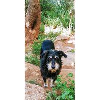 Δίνεται για υιοθεσία - χαρίζεται ημίαιμος σκυλάκος Griffon - Γκριφόν