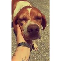 Δίνεται για υιοθεσία - χαρίζεται σκυλίτσα Pointer - Πόιντερ