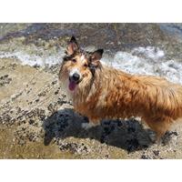 Δίνεται για υιοθεσία - χαρίζεται σκυλάκος Collie - Κόλεϊ 