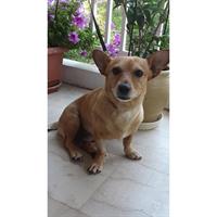 Δίνεται για υιοθεσία - χαρίζεται ημίαιμος σκυλάκος Cardigan Welsh Corgi - Κόργκι