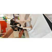 Δίνεται για υιοθεσία - χαρίζεται σκυλάκος Cretan Hound - Κρητικός Λαγωνικός