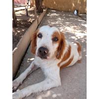 Δίνεται για υιοθεσία - χαρίζεται σκυλάκος Epagneul Breton - Έπανιέλ Μπρετόν