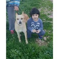 Δίνεται για υιοθεσία - χαρίζεται ημίαιμος σκυλάκος Akita Inu - Ακίτα