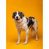 Δίνεται για υιοθεσία - χαρίζεται ημίαιμος σκυλάκος Border Collie - Μπόρντερ Κόλεϋ