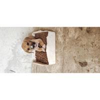 Δίνεται για υιοθεσία - χαρίζεται ημίαιμη σκυλίτσα Vizsla - Βιζλα