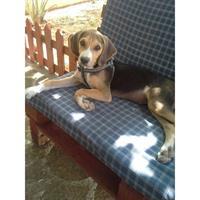 Δίνεται για υιοθεσία - χαρίζεται ημίαιμος σκυλάκος Cretan Hound - Κρητικός Λαγωνικός