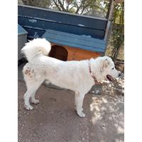 Δίνεται για υιοθεσία - χαρίζεται σκυλάκος Great Pyrenees - Ορεινός Πυρηναίων