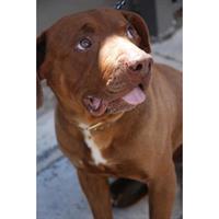 Δίνεται για υιοθεσία - χαρίζεται ημίαιμος σκυλάκος Boxer - Μπόξερ 