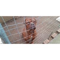 Δίνεται για υιοθεσία - χαρίζεται σκυλάκος Dogue de Bordeaux - Ντογκ ντε Μπορντώ