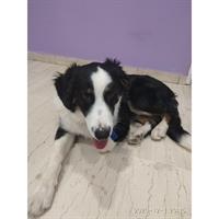 Δίνεται για υιοθεσία - χαρίζεται σκυλάκος Border Collie - Μπόρντερ Κόλεϋ