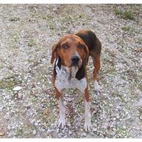 Δίνεται για υιοθεσία - χαρίζεται ημίαιμη σκυλίτσα Bruno Jura Hound - Γιούρα Μπρούνο