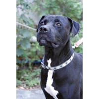 Δίνεται για υιοθεσία - χαρίζεται σκυλάκος American Staffordshire Terrier - Τεριέ