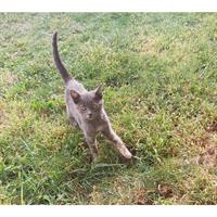 Δίνεται για υιοθεσία - χαρίζεται ημίαιμη γάτα Russian - Ρωσσική