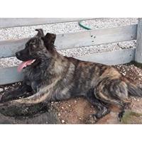 Δίνεται για υιοθεσία - χαρίζεται ημίαιμος σκυλάκος Dutch Shepherd - Ολλανδικό Ποιμενικό