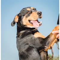 Δίνεται για υιοθεσία - χαρίζεται ημίαιμη σκυλίτσα Bull Mastiff - Μπουλ Μαστίφ 