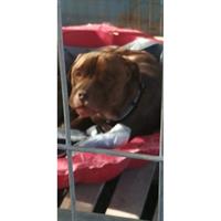 Δίνεται για υιοθεσία - χαρίζεται σκυλάκος Boxer - Μπόξερ 