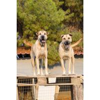 Δίνεται για υιοθεσία - χαρίζεται σκυλάκος Sharpei - Σαρ Πέι