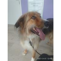 Δίνεται για υιοθεσία - χαρίζεται ημίαιμος σκυλάκος Collie - Κόλεϊ 